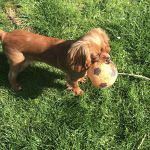 Ousaka, le Cavalier King Charles