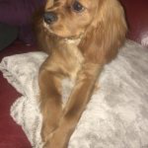 Ousaka, le Cavalier King Charles