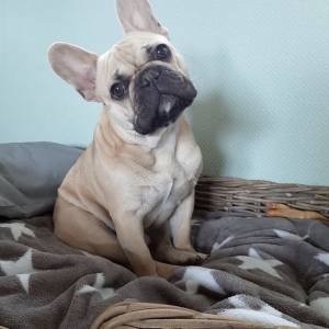 OZZY, de Franse Bulldog