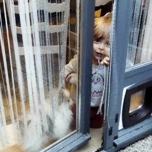 Pablo, le Spitz/Spitz Nain/loulou de Poméranie
