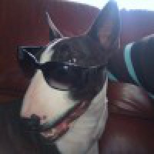 Pacco, le Bull Terrier
