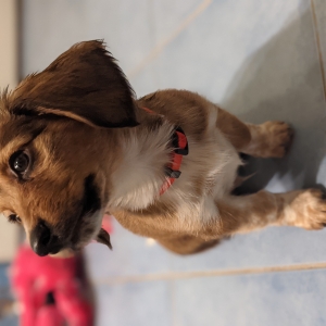 Pancho,  l'adorable chiot croisé