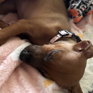 Pandora, de Pinscher Nain