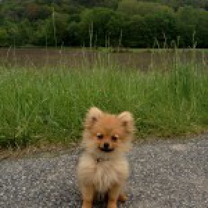Pearl, le Spitz Nain
