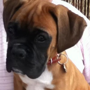 Pebbles, de Boxer