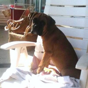 Pebbles, de Boxer