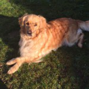 P&egrave;che, le Golden Retriever