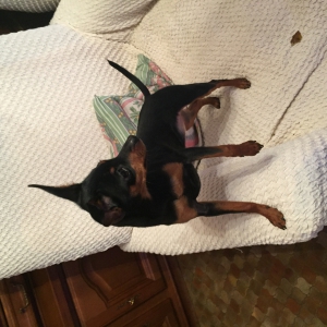 Pepsi, de Pinscher Nain