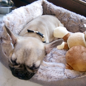Pippa, de Franse Bulldog