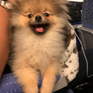 Pixel, le loulou de Poméranie | Éleveur de chiens Houssin Kuurne ...