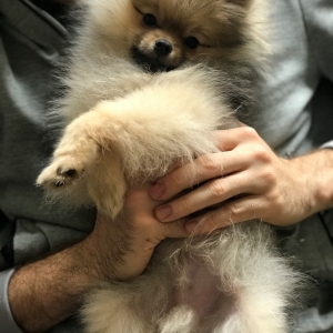 Pixel, le loulou de Pom&eacute;ranie