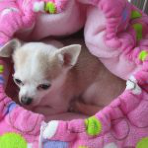 Pollux, de chihuahua