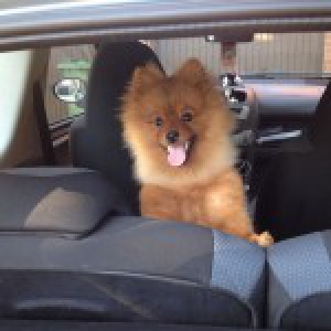 Pomelee, le Spitz Nain