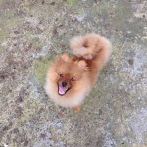 Pomelee, le Spitz Nain