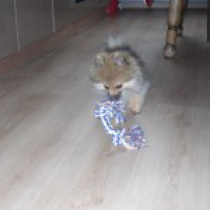 Poumpy, le Spitz Nain