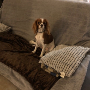 Praline, de Cavalier King Charles