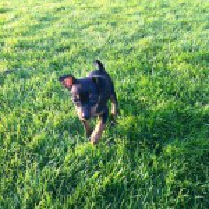 Praline, le Pincer Nain