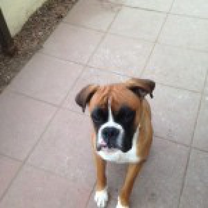Raico, de Boxer
