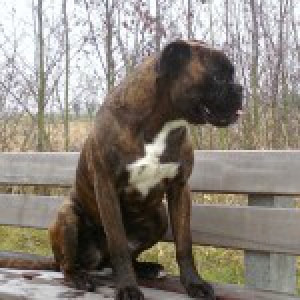 Raiko, de Boxer