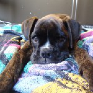 Raiko, de Boxer
