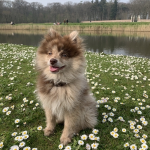 Ralph, de Dwergkees / Keeshond / Pomeriaan