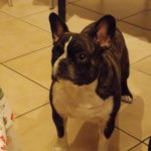 RIP Max, le Bouledogue Fran&ccedil;ais