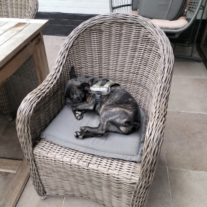 Rocksy, de Franse Bulldog