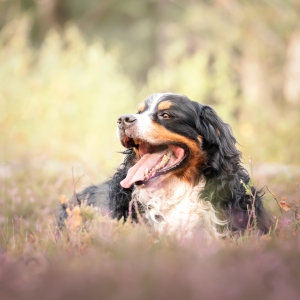 Rocky, de Berner Sennen