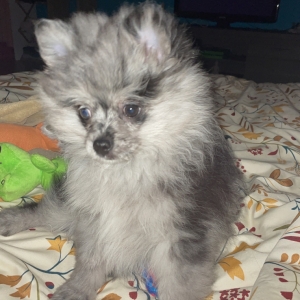 Rocky, de Spitz/Spitz Nain/Loulou de Pom&eacute;ranie