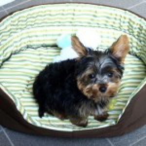 Roméo, chiot Yorkshire