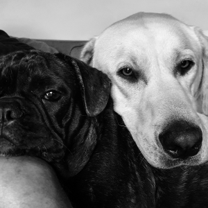 Rom&eacute;o, le Bouledogue Fran&ccedil;ais