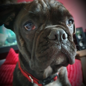 Rom&eacute;o, le Bouledogue Fran&ccedil;ais