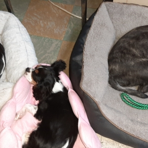 Romy, Maya en Luna, de Cavalier King Charles Spani&euml;l