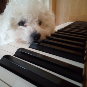 Rox, de maltezer