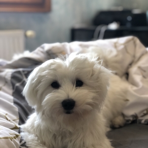 Ruby, le Bichon Maltais