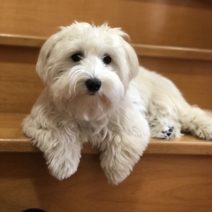 Ruby, le Bichon Maltais