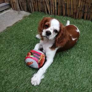 Ruby, de Cavalier King Charles Spani&euml;l