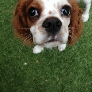 Ruby, de Cavalier King Charles Spani&euml;l