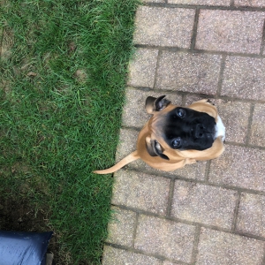 Ruby, le boxer