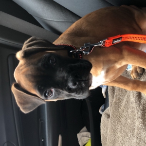 Ruby, le boxer