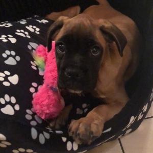Ruby, le boxer