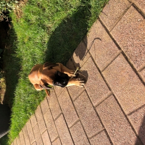 Ruby, le boxer