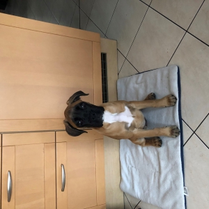 Ruby, le boxer