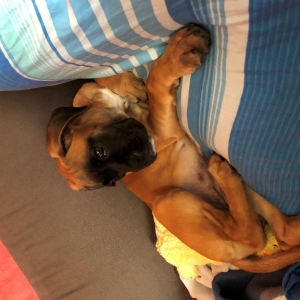 Ruby, le boxer
