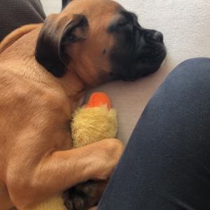 Ruby, le boxer