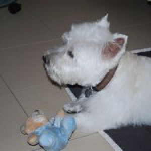 Sam, de West Highland White Terri&euml;r