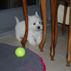 Sam, de West Highland White Terri&euml;r