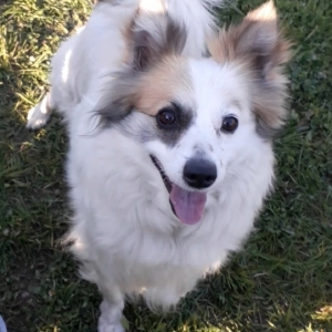 Sasha, de Zeer leuke kruisingen
