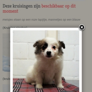 Sasha, de Zeer leuke kruisingen