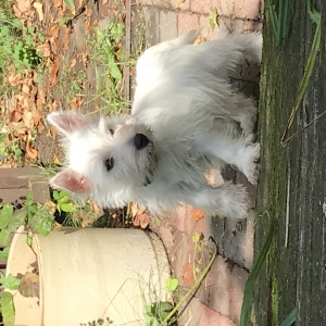 Scott, de West Highland White Terrier (Westie)